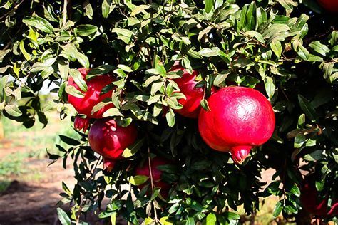  The Wonderful Pomegranate Tree! -  A Story Rooted in Turkish Folk Tradition and Medieval Wisdom