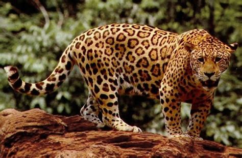  Virtues of the Wandering Jaguar! Unveiling Ancient Colombian Wisdom Through Feline Prowess